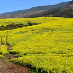 Swellendam Market - Swellendam