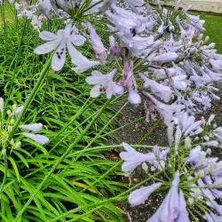 Swellendam Market - Swellendam