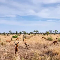 Kruger National Park (Southern Entrance) - Thohoyandou