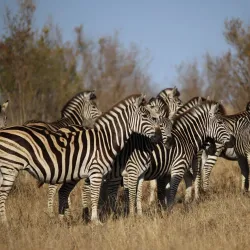 Kruger National Park (Southern Entrance) - Thohoyandou
