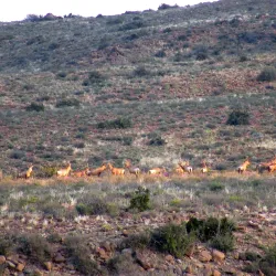 Karoo National Park - Touws River