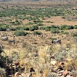 Karoo National Park - Touws River
