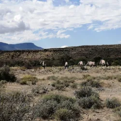 Karoo National Park - Touws River