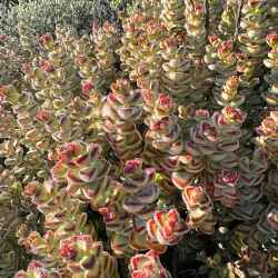 Karoopoort Nature Reserve - Touws River