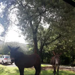 Haenertsburg Village - Tzaneen