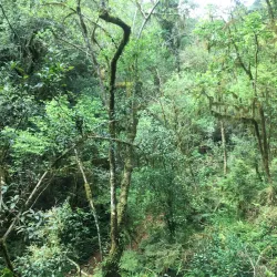 Magoebaskloof Forest - Tzaneen