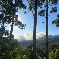 Magoebaskloof Forest - Tzaneen