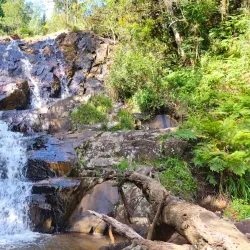 Magoebaskloof Forest - Tzaneen