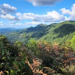 Magoebaskloof Forest - Tzaneen