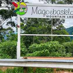 Magoebaskloof Forest - Tzaneen