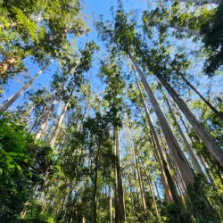 Magoebaskloof Forest - Tzaneen