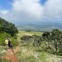 Magoebaskloof Forest - Tzaneen
