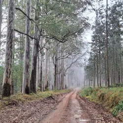 Magoebaskloof Forest - Tzaneen