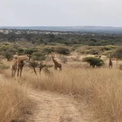 Polokwane Game Reserve - Tzaneen