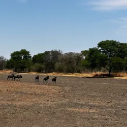 Polokwane Game Reserve - Tzaneen