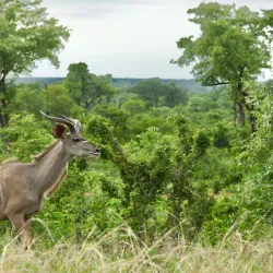 Polokwane Game Reserve - Tzaneen