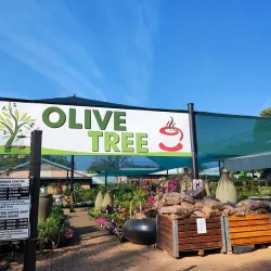 The Big Tree - Tzaneen