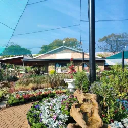 The Big Tree - Tzaneen