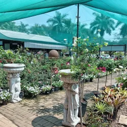 The Big Tree - Tzaneen