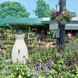 The Big Tree - Tzaneen