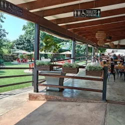 The Big Tree - Tzaneen