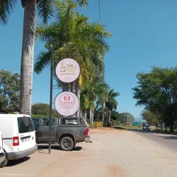 The Big Tree - Tzaneen