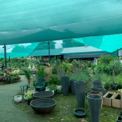 The Big Tree - Tzaneen