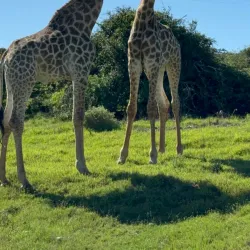 Kariega Game Reserve - Uitenhage