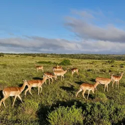 Kariega Game Reserve - Uitenhage