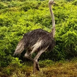 Kariega Game Reserve - Uitenhage