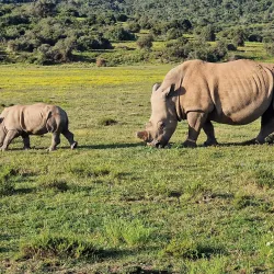Kariega Game Reserve - Uitenhage