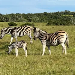 Kariega Game Reserve - Uitenhage