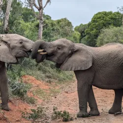 Kariega Game Reserve - Uitenhage