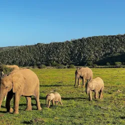 Kariega Game Reserve - Uitenhage