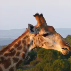 Kariega Game Reserve - Uitenhage