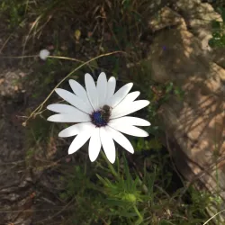 Van Stadens Wild Flower Reserve - Uitenhage