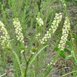 Van Stadens Wild Flower Reserve - Uitenhage