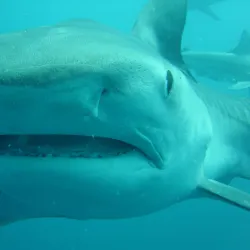 Aliwal Shoal Dive Centre - Umkomaas