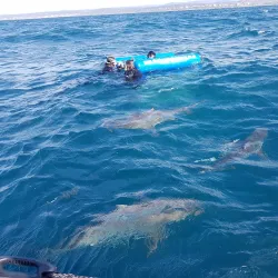 Aliwal Shoal Dive Centre - Umkomaas