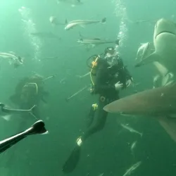 Aliwal Shoal Dive Centre - Umkomaas