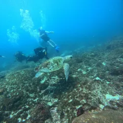 Aliwal Shoal Dive Centre - Umkomaas