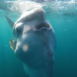 Aliwal Shoal Marine Protected Area - Umkomaas