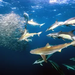 Aliwal Shoal Marine Protected Area - Umkomaas