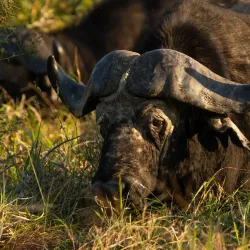 Aliwal Shoal Marine Protected Area - Umkomaas