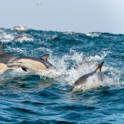 Sardine Run Viewing - Umkomaas