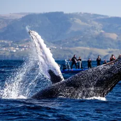 Sardine Run Viewing - Umkomaas