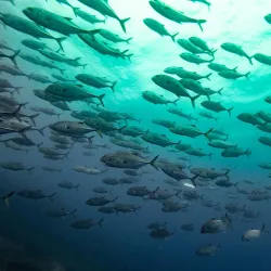 Sardine Run Viewing - Umkomaas