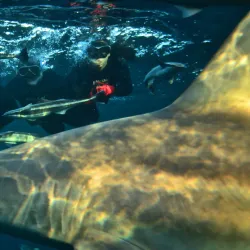 Shark Cage Diving Experiences - Umkomaas
