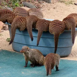 Shark Cage Diving Experiences - Umkomaas