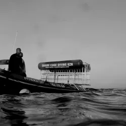 Shark Cage Diving Experiences - Umkomaas